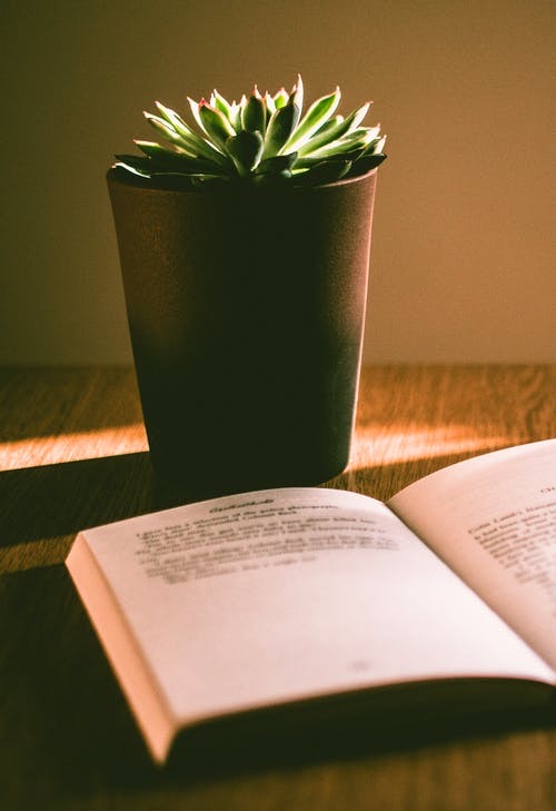 plant and book
